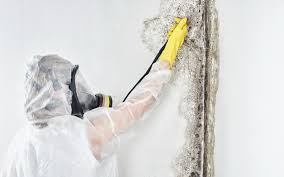 Best Attic Mold Removal  in Vernon, TX